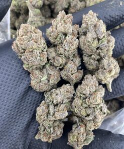 lemon cherry gelato strain