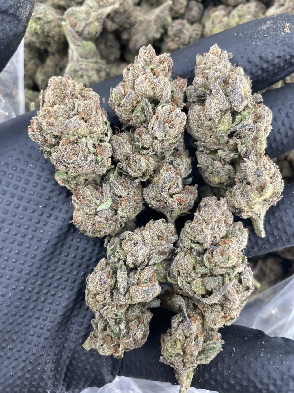 lemon cherry gelato strain