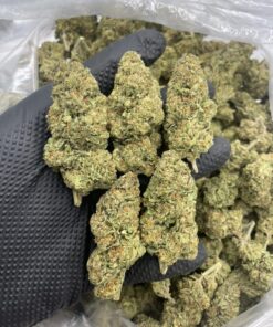 gelato 45 strain