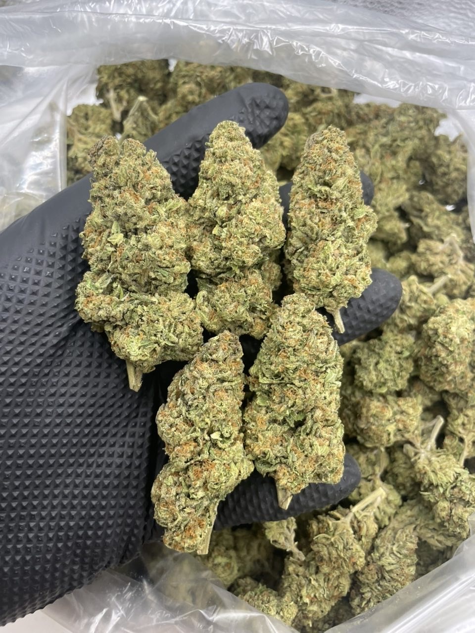 gelato 45 strain