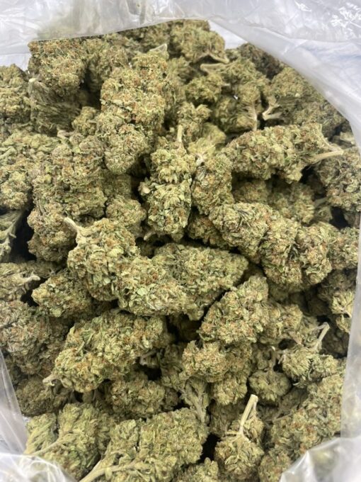 gelato 45 strain