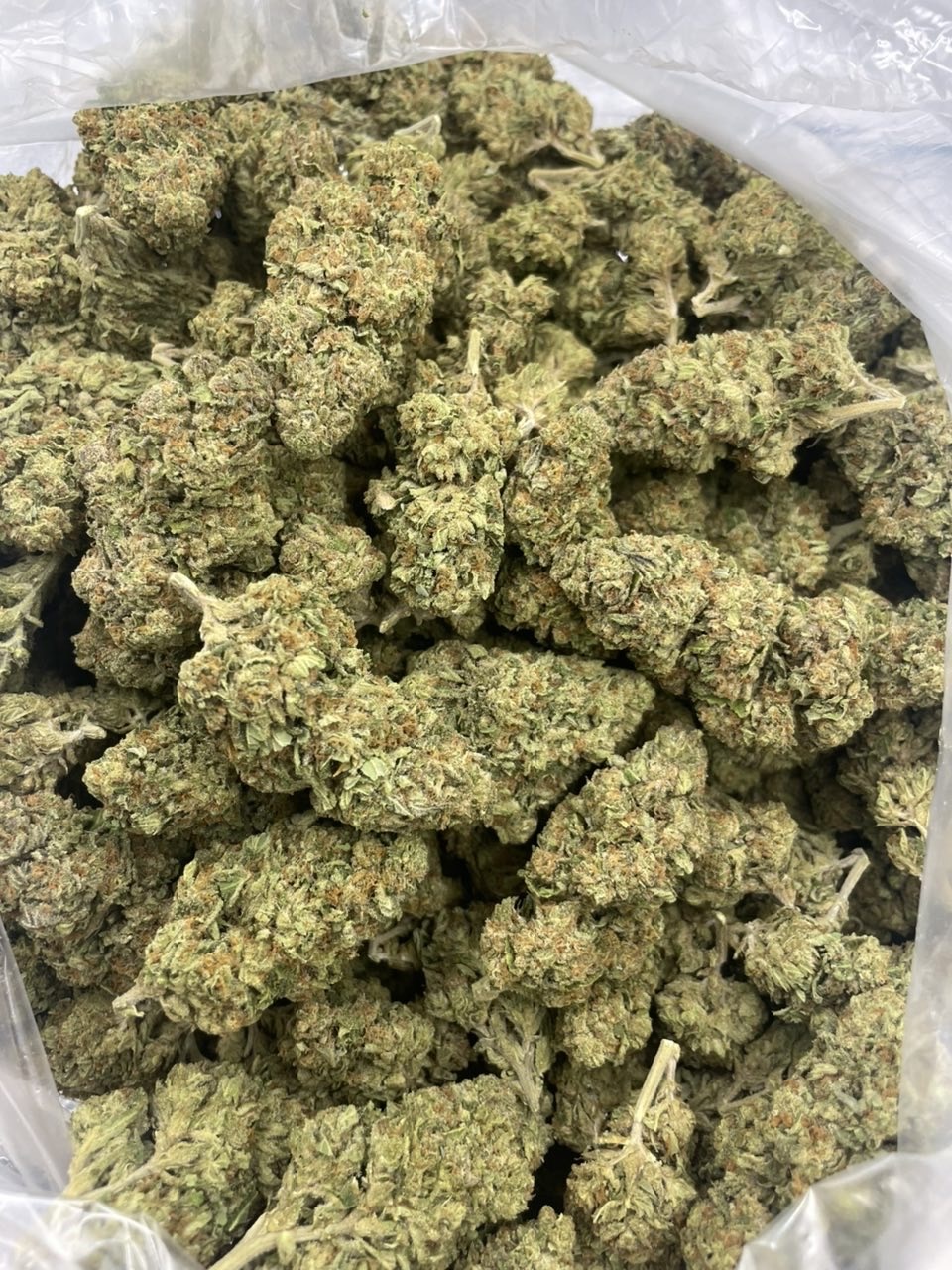 gelato 45 strain
